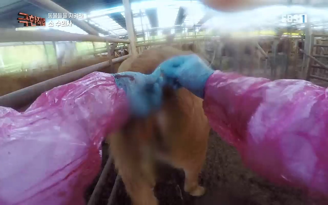 TV - 교육의 중심 EBS동물들을 지켜라, 수의사와 유기 동물 구조팀.mp4_20220913_200152.263.jpg
