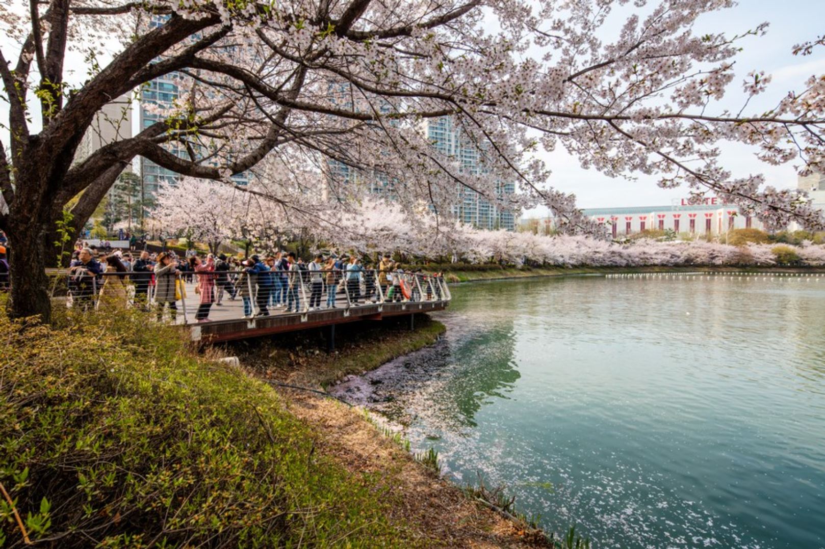 서울 벚꽃 명소 추천