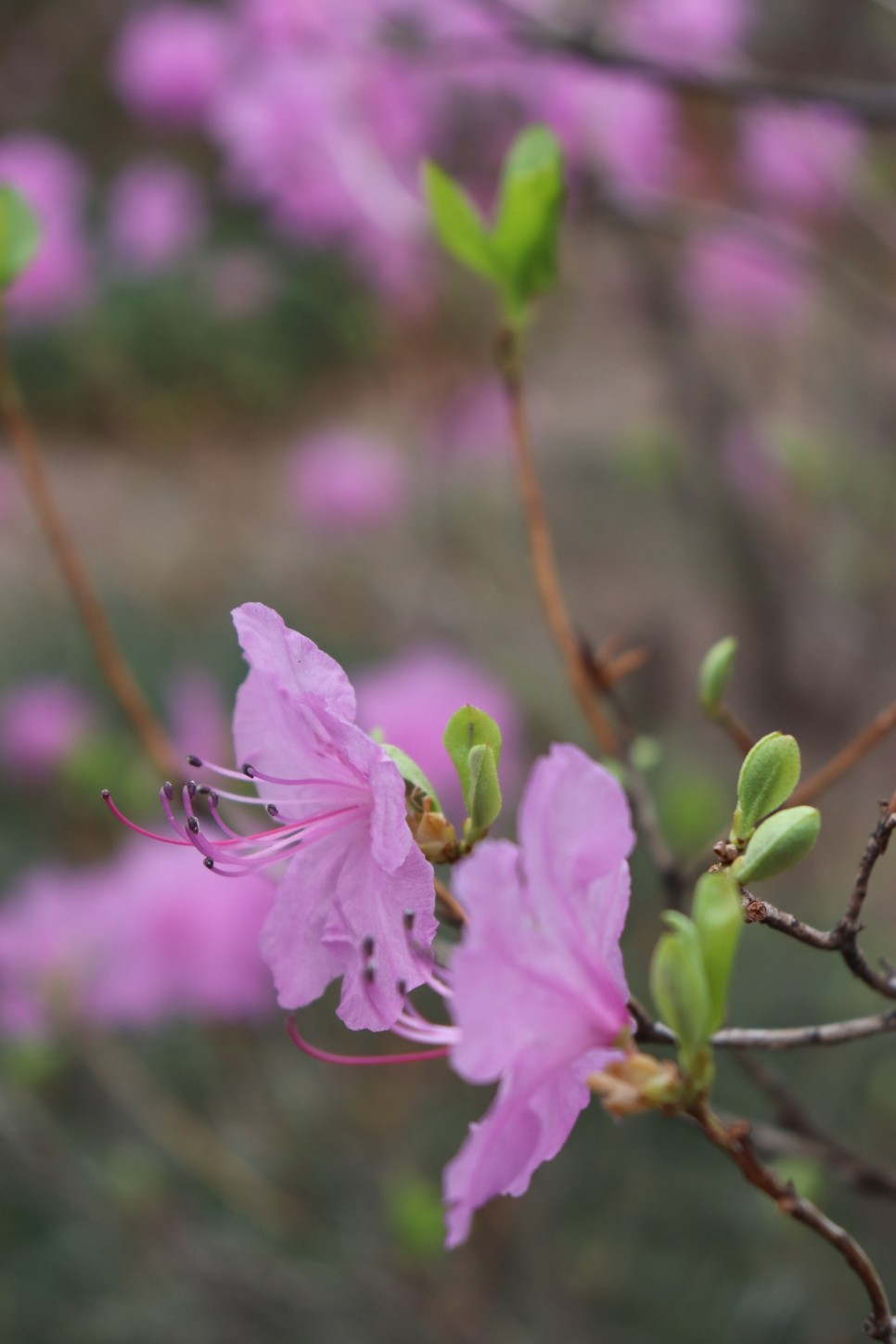 홍릉시험림(홍릉수목원) #페이지 토.일요일서울가볼만한곳 67
