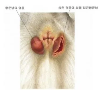 강아지 항문낭 압출법 염증 방지 필수 관리_10