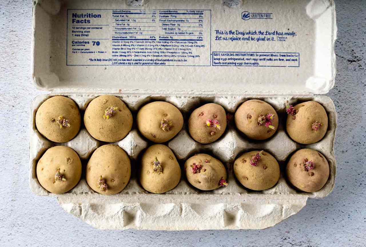 씨감자 자르기 소독법