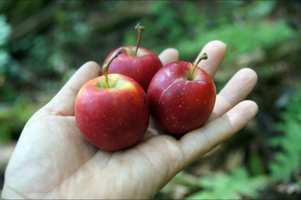 사과 효능 설명을 위한 사과 한개와 사람 한명 이미지