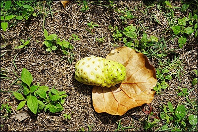 노니의 10가지 이점과 부작용 목록 45