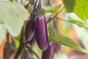 가지