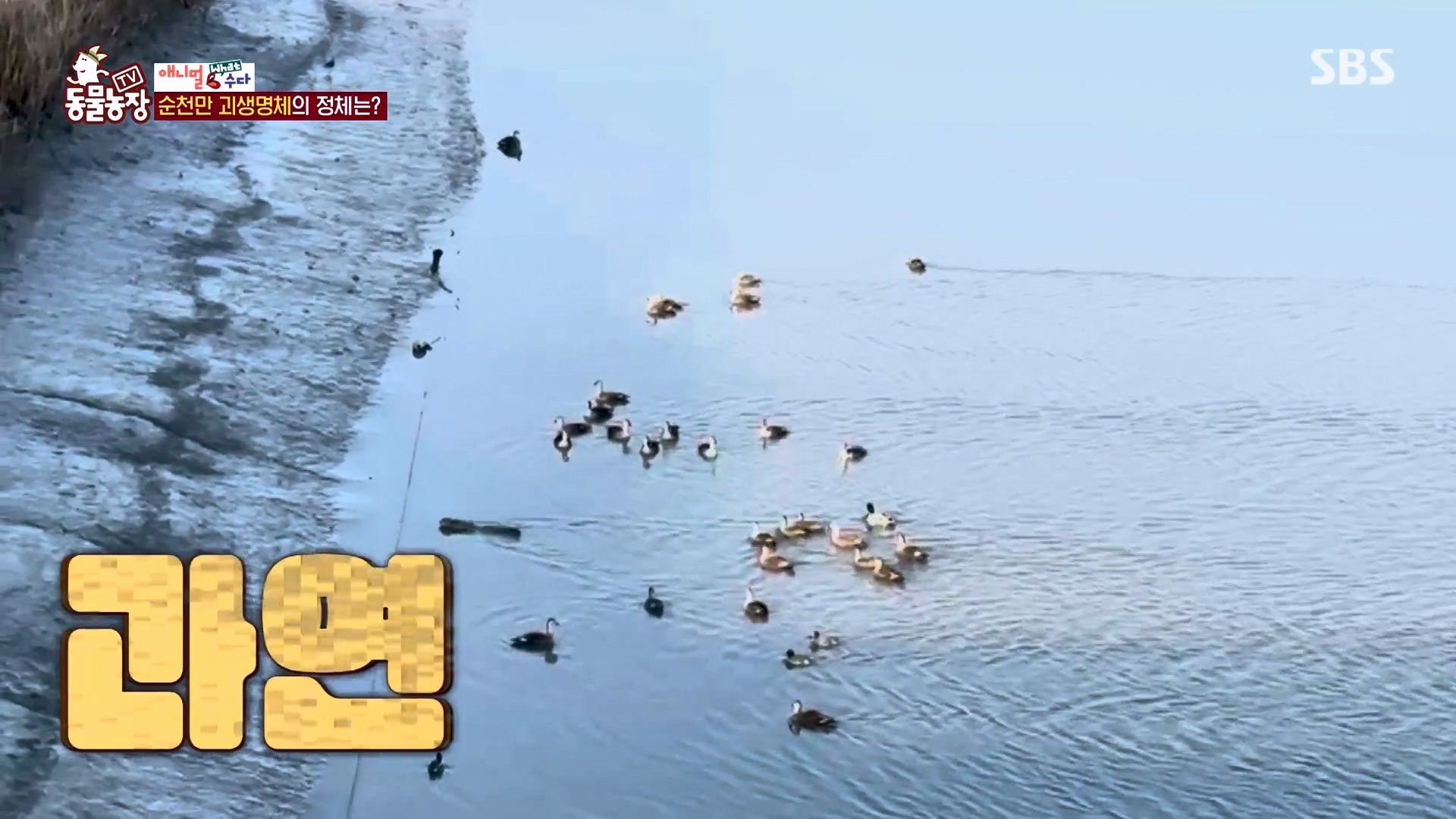 TV 동물농장.E1164.240324p-NEXT.mp4_20240324_170432.821.jpg