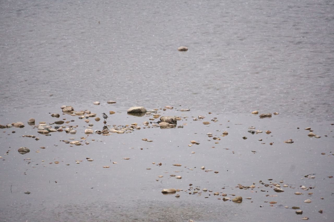 물 한가운데 모래톱에 앉아 있는 작은 새&#44; 검은등할미새&#44;