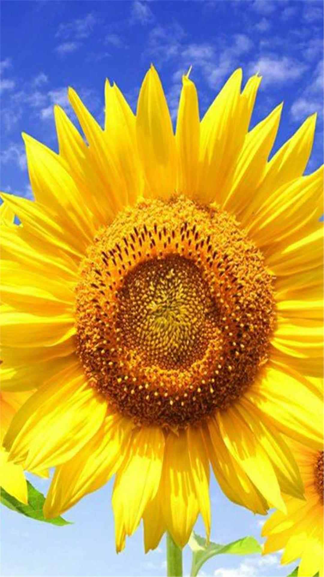 Sunflower iPhone Wallpaper