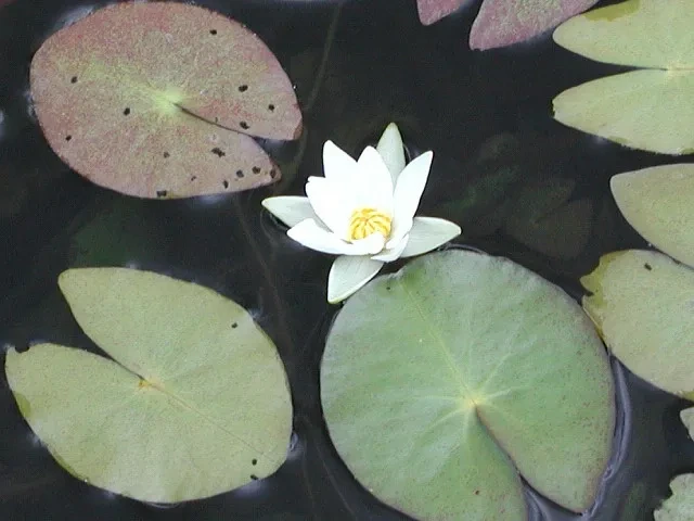 수련