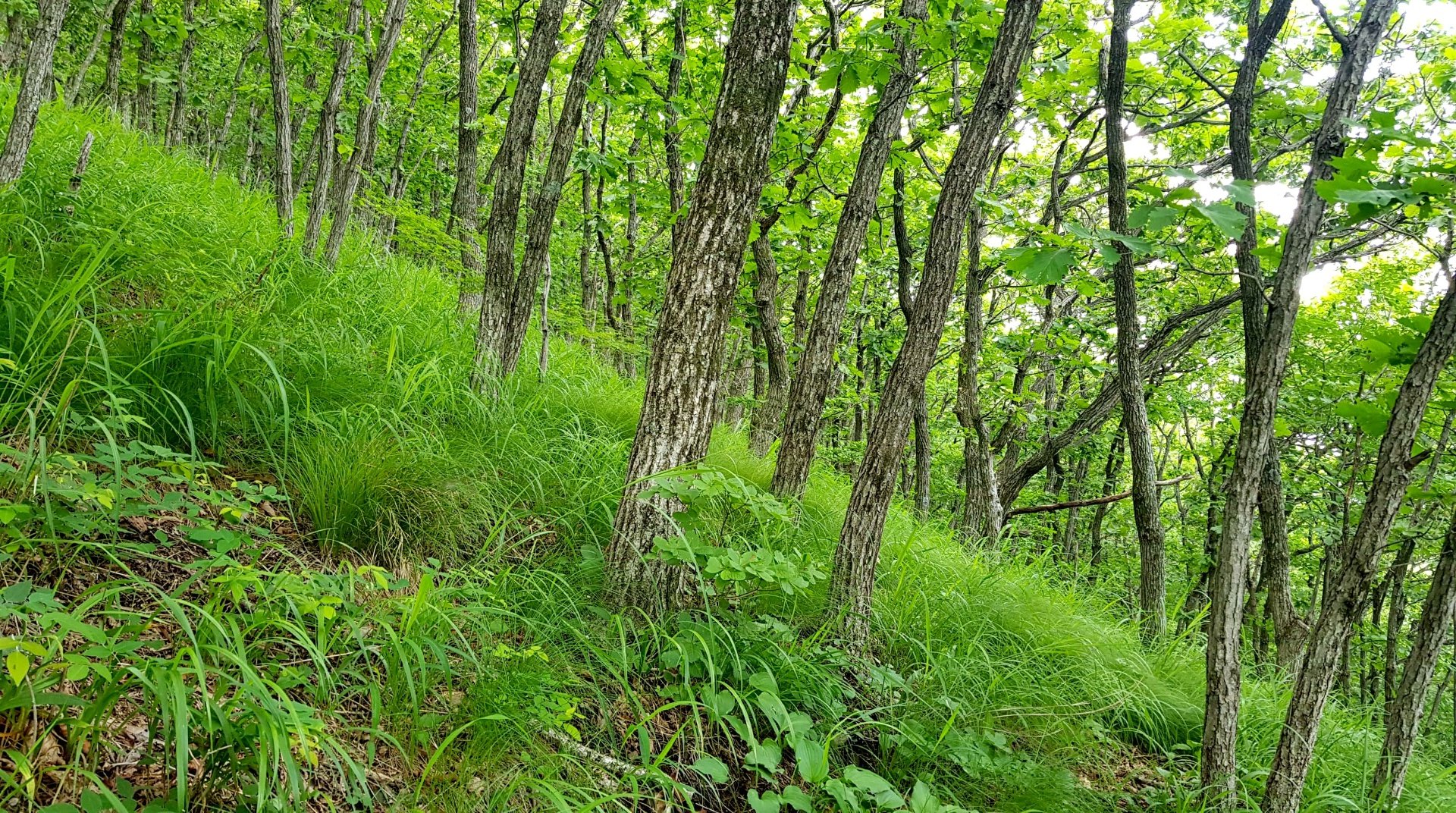 울산 고헌산