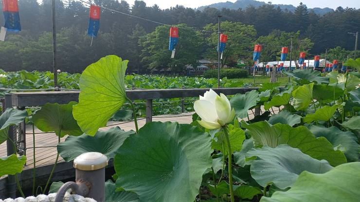 봉선사 연못의 연꽃