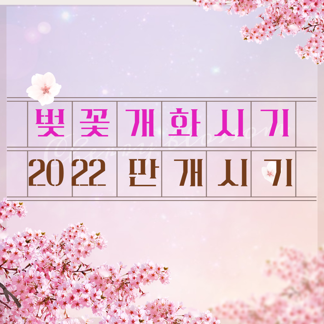벚꽃개화시기2022만개시기