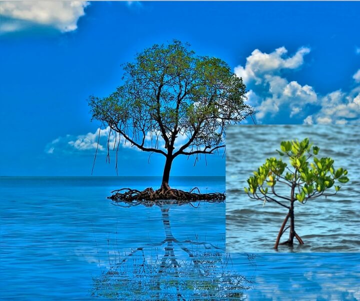 맹그로브-나무-바다