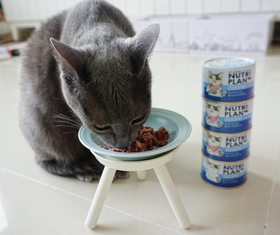 구냥이 고양이캔으로 네 건강관리해요 8