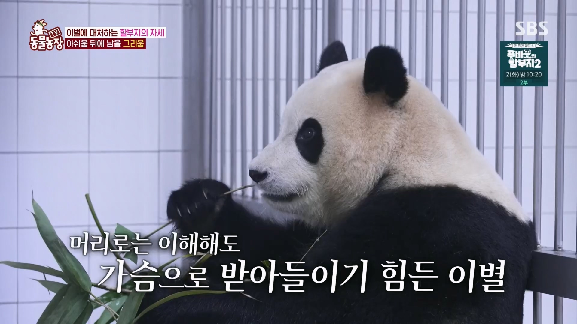 TV 동물농장.E1165.240331p.H264-F1RST.mp4_20240331_144358.910.jpg