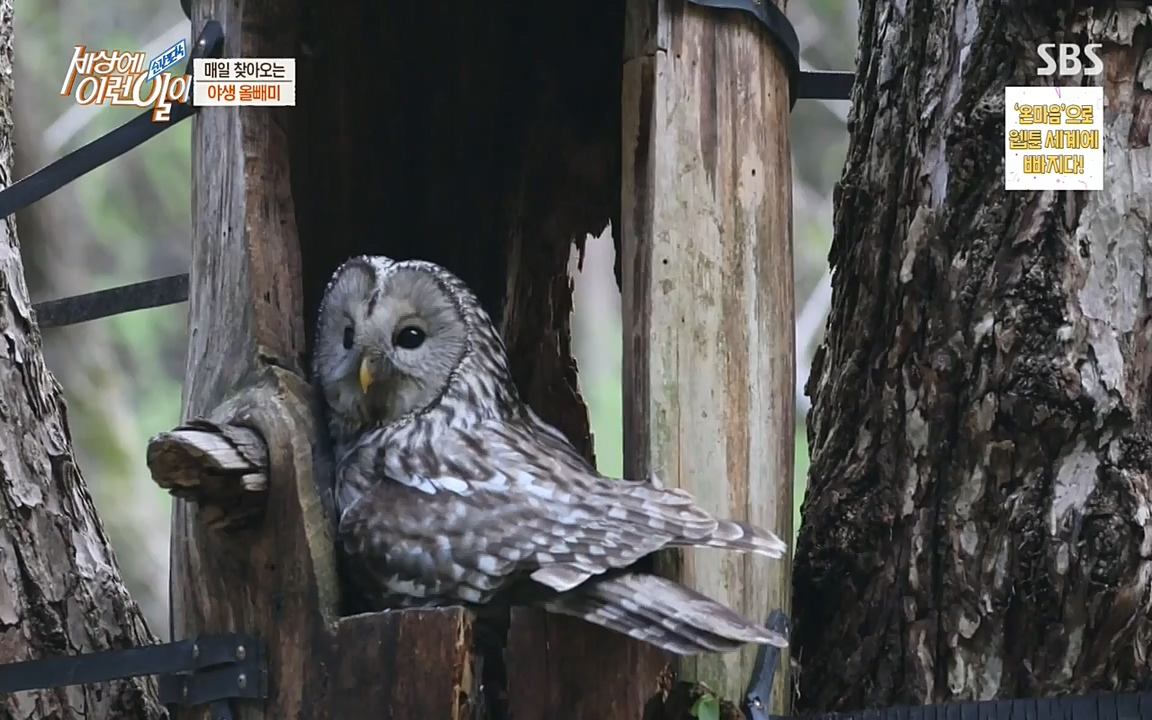 순간포착 세상에 이런일이.E1189.220720p-NEXT.mp4_20220720_194128.565.jpg