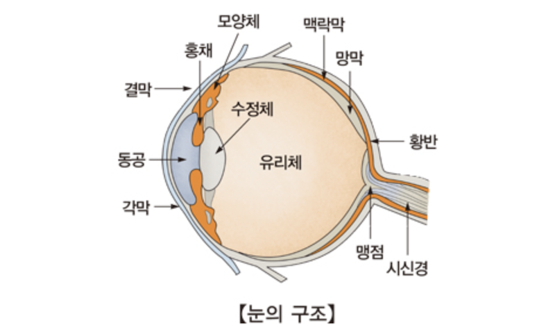 수정체 눈의 구조