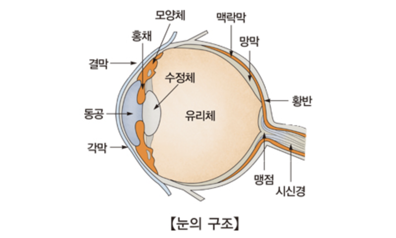 수정체 눈의 구조