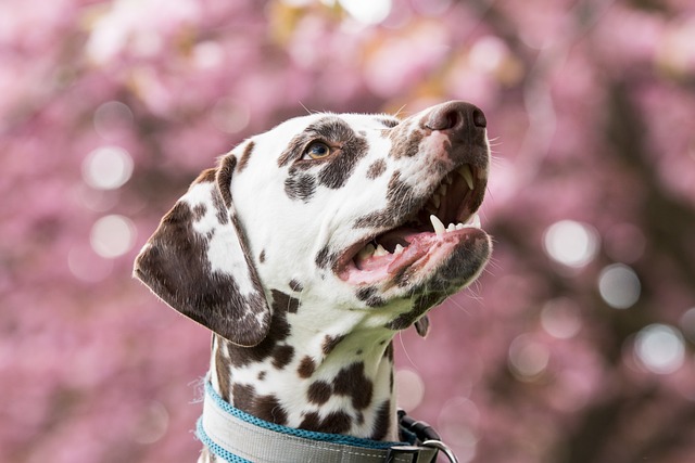 달마시안(dalmatian)