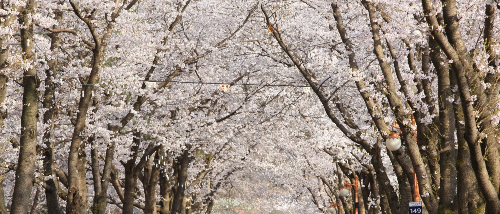  전주 근교 벚꽃 구경길 - 진안 마이산 벚꽃길 알아보기