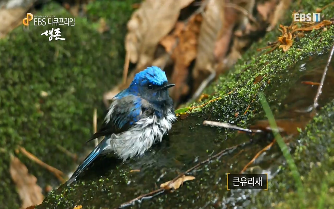 생존 3부_ EBS 다큐프라임_ 220629.avi_20220701_210758.744.jpg