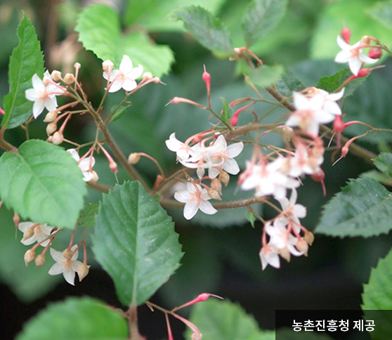 공기정화식물-산호수