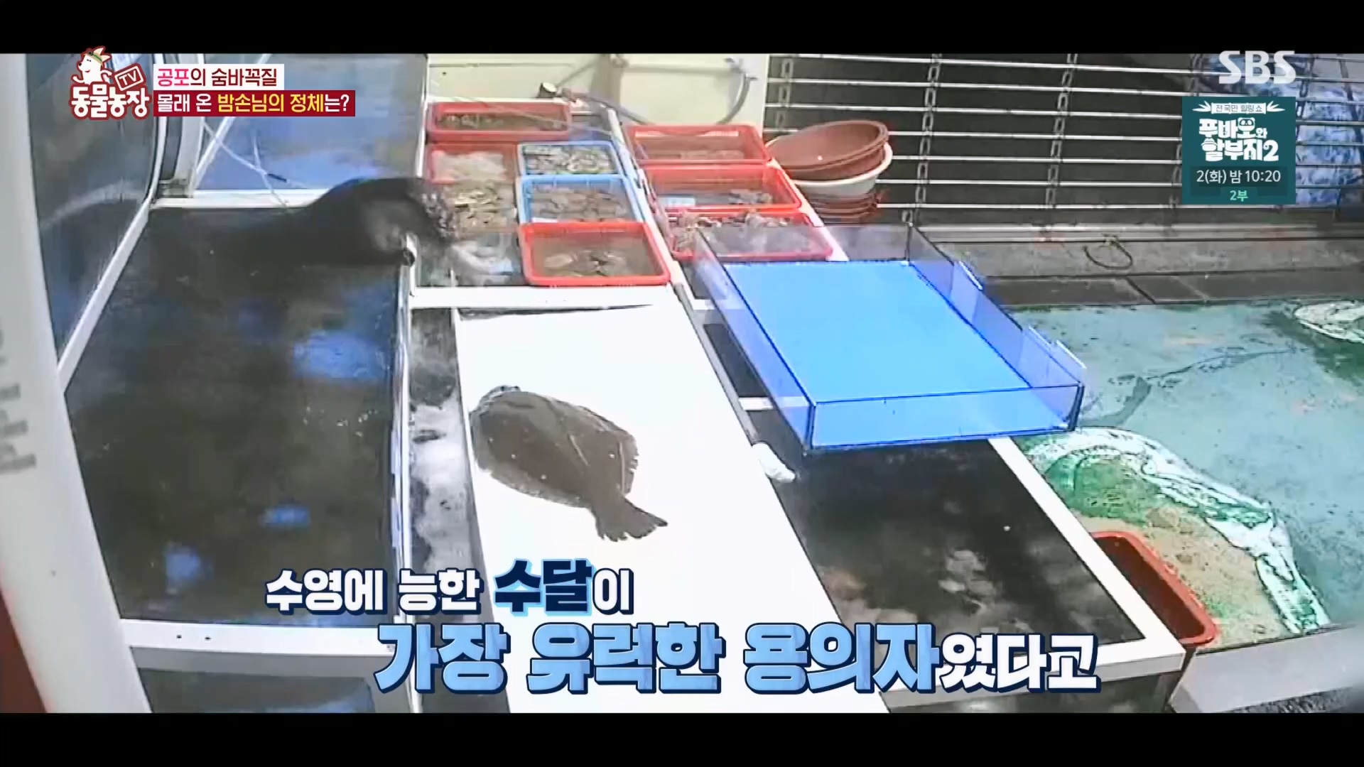 TV 동물농장.E1165.240331p.H264-F1RST.mp4_20240331_144344.619.jpg