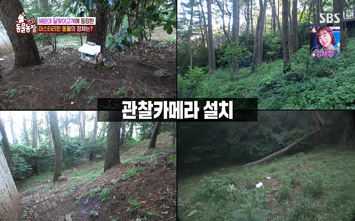 TV 동물농장.E1079.220725p-NEXT.mp4_20220724_151950.618.jpg