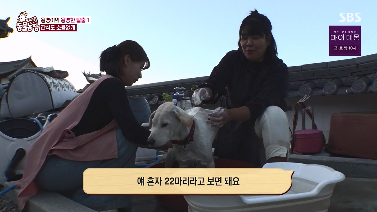 TV 동물농장.E1147.231127p-NEXT.mp4_20231126_170400.709.jpg