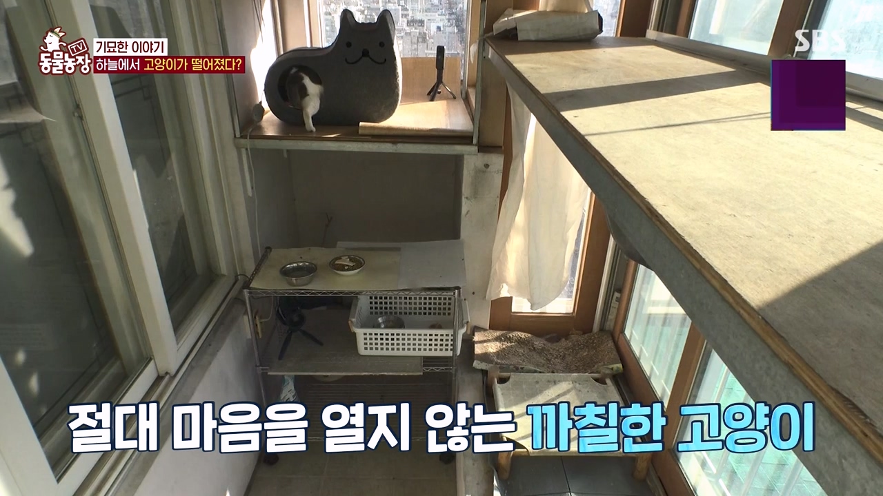 TV 동물농장.E1154.240115p-NEXT.mp4_20240114_184348.554.jpg