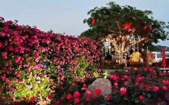 2025 삼척 장미공원 장미축제 일정 주차 볼거리_21