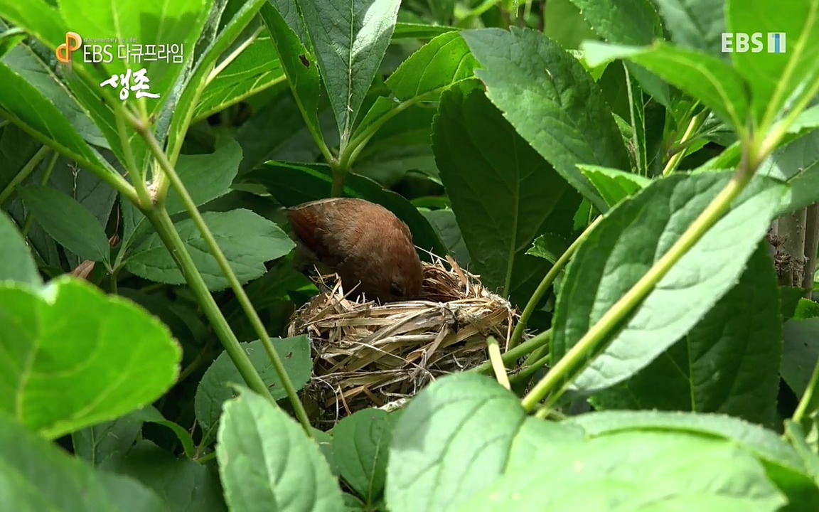 생존 3부_ EBS 다큐프라임_ 220629.avi_20220701_204524.586.jpg