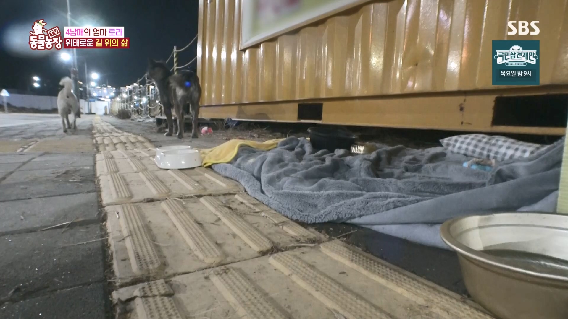 TV 동물농장.E1160.240225p.H264-F1RST.mp4_20240225_165121.590.jpg