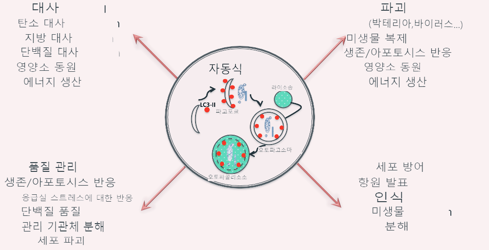 셀룰러_오토파지의_원리