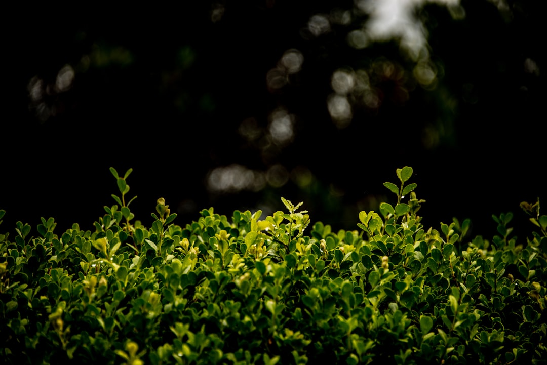 Hedge.