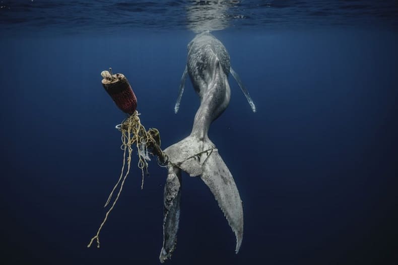 올해의 수중 사진작가상 수상...아마존 강 돌고래 희귀사진 Rare Photo of an Amazon River Dolphin Wins Underwater Photographer of the Year