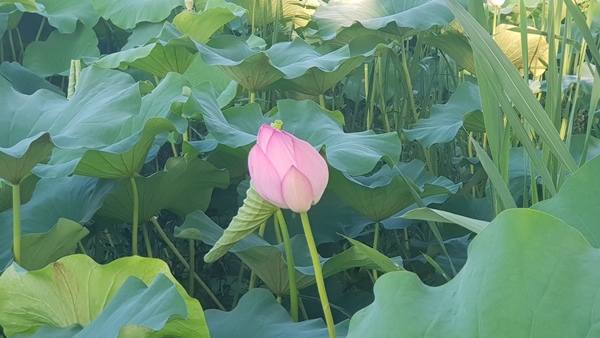 전주 덕진공원 연꽃