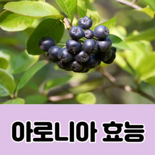 아로니아 먹는방법