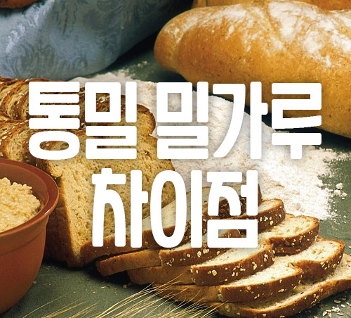 통밀 밀가루 차이점