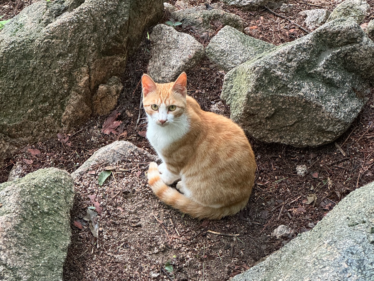 도봉산 이미지