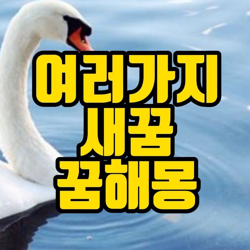  [꿈해몽] 백조꿈,꿩꿈,꾀꼬리꿈,뻐꾸기꿈,부엉이꿈 각종 새꿈 관련 꿈풀이