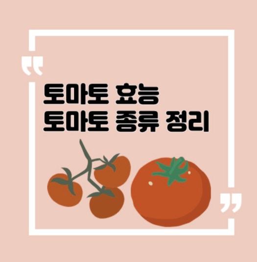  토마토 효능 9가지와 종류 총정리!