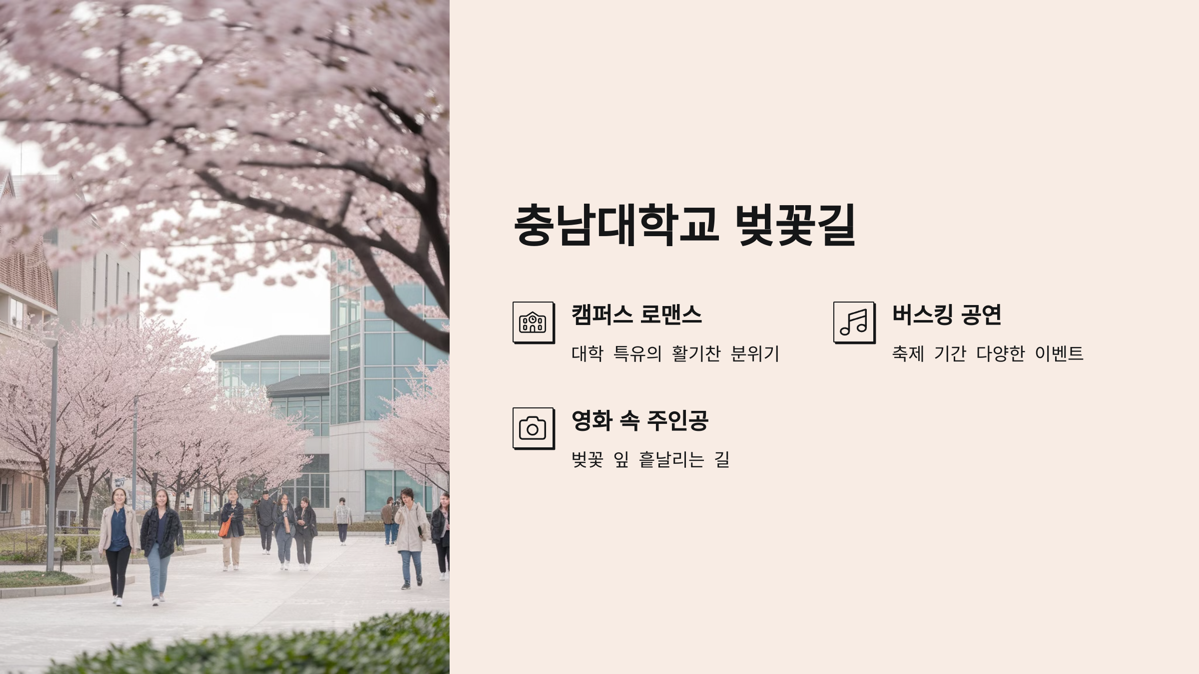 충남대학교 벚꽃길