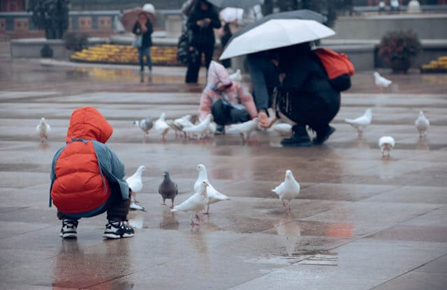 비둘기 뻐꾸기 참새 제비에 관한 꿈 해몽 꿈 풀이