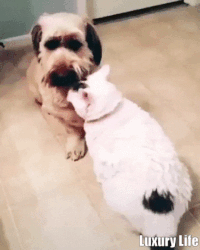  고양이 움짤 모음, 귀여운 고양이, 웃긴 고양이, 재밌는 고양이 영상, 빙구미 넘치는 고양이, 아기고양이
