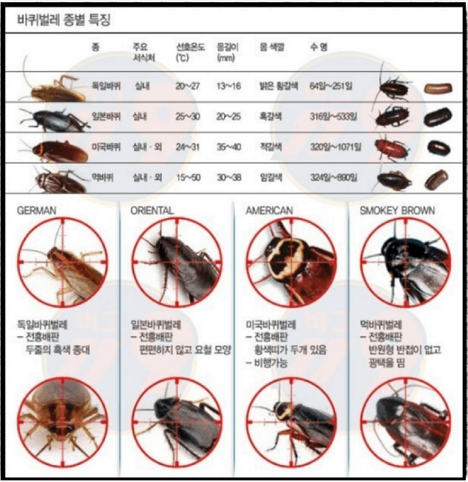 바퀴벌레 종별 특징