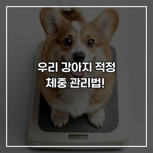 우리 강아지 적정 체중 관리법! 비만 예방과 다이어트 꿀팁 모음