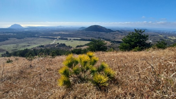 정물 당오름, 오름 그리고 금악오름 46