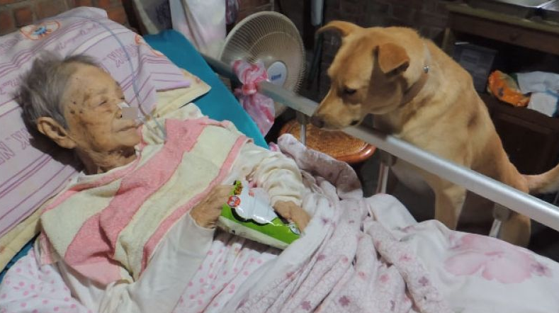 "할머니가 위중한 생태여서 병원"에 입원을 했지만..3명의 자식은 한번도 병원에 오지 않았고, 자식에게 버림받은 할머니 곁을 묵묵히 지켜는 강아지와 할머니 사연에 사람들은 눈물을 흘렸습니다.