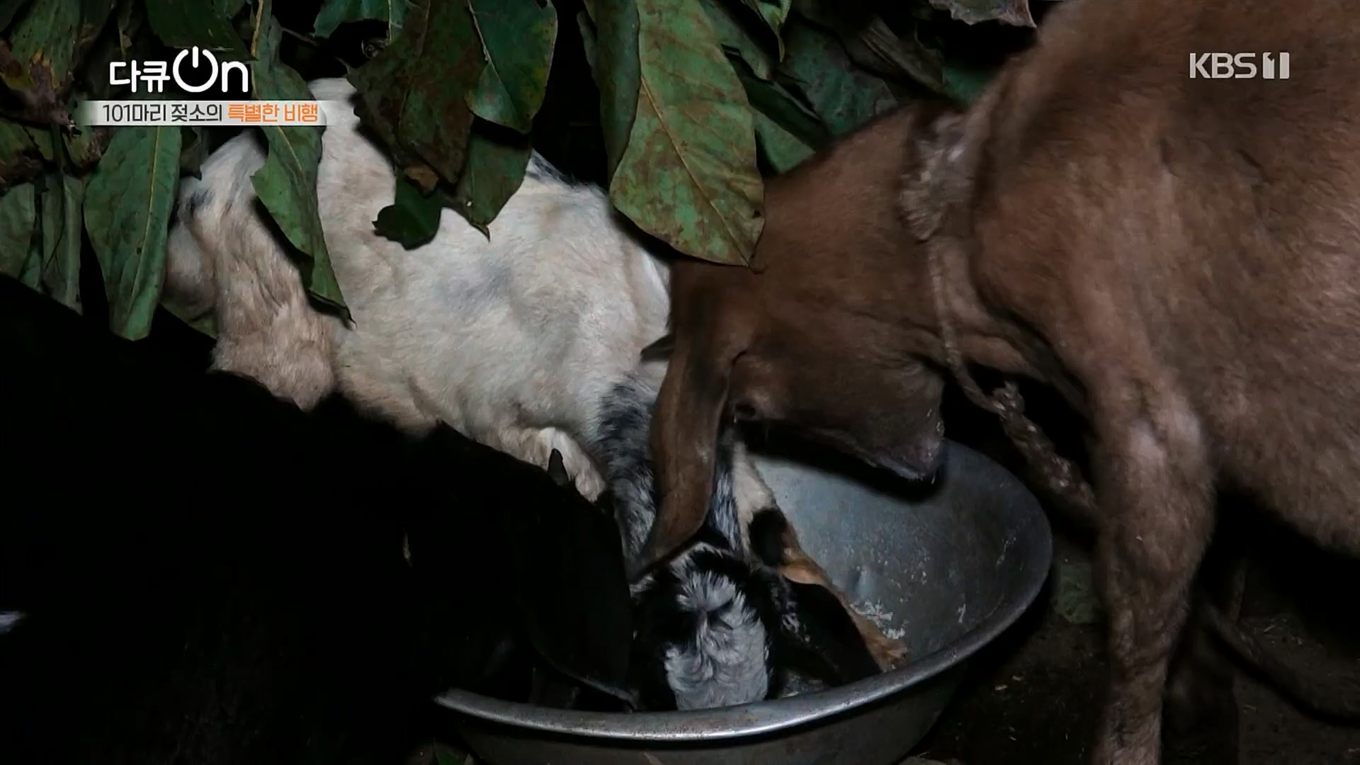 다큐 On.E184.230203p.H264-F1RST.mp4_20230211_175642.616.jpg