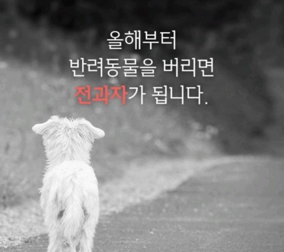  2021년 부터 반려동물 유기하면(버리면) 전과자 된다